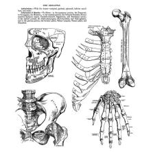 Tim Holtz Cling Stamps 7X8.5 - Anatomy Chart CMS411