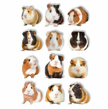 Paper House Pop Up Stickers - Guinea Pigs