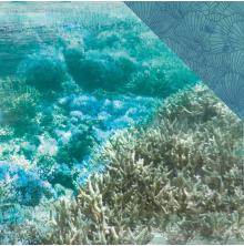 Kaisercraft Deep Sea Double-Sided Cardstock 12X12 - Barrier Reef